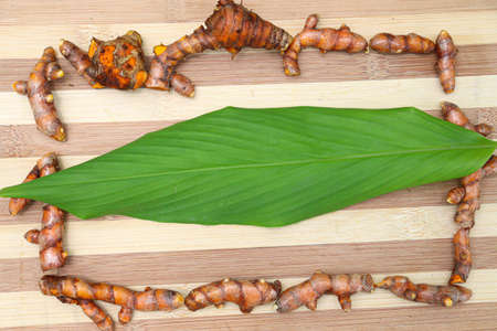 raw turmeric stock with leaf on farm for harvestの写真素材