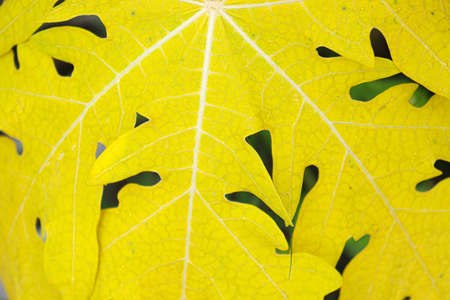 yellow colored papaya leaf background for any useの写真素材
