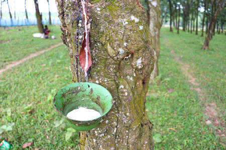 natural raw rubber collecting with Plastic container from tree in farmの写真素材