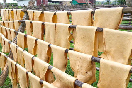 natural raw rubber Sheets on factory for refining drying and processingの写真素材