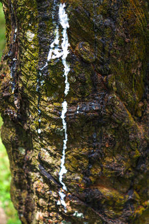 natural raw rubber tree plant in farmの写真素材