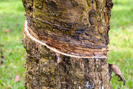 natural raw rubber tree plant in farmの写真素材