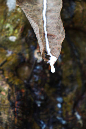 natural raw rubber tree plant in farmの写真素材