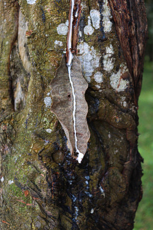 natural raw rubber tree plant in farm