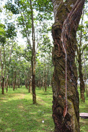 natural raw rubber tree plant in farmの写真素材