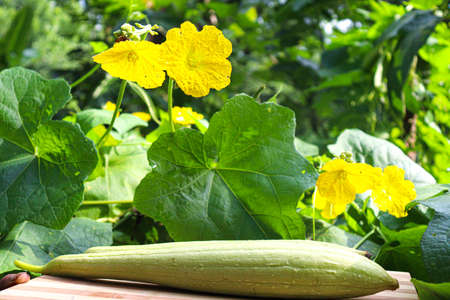 raw green sponge gourd with flower and leaf on farmの写真素材