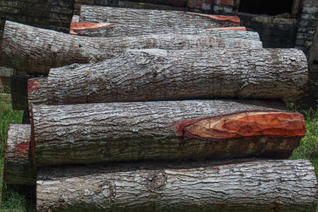 timber stock of tree on saw millの写真素材