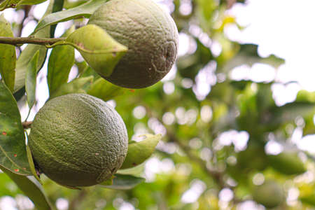 tasty and healthy pomelo on tree in farm for harvestの写真素材