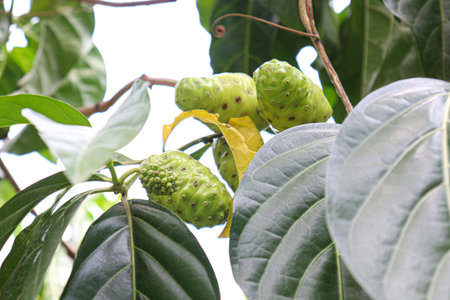tasty and healthy Morinda citrifolia noni fruit on tree in farm for harvestの写真素材