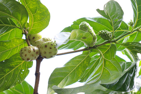 tasty and healthy Morinda citrifolia noni fruit on tree in farm for harvest
