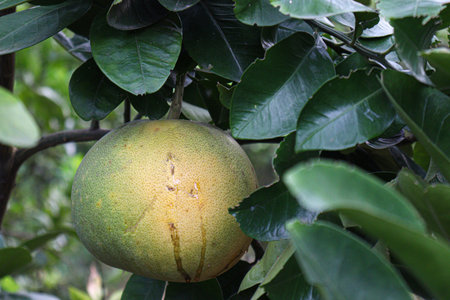 tasty and healthy pomelo on tree in farm for harvestの写真素材