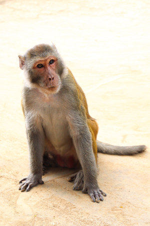 very cute monkey closeup on zoo for visitor