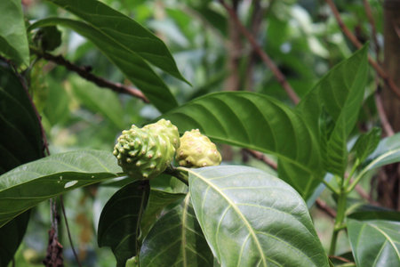 tasty and healthy Morinda citrifolia noni fruit on tree in farm for harvestの写真素材