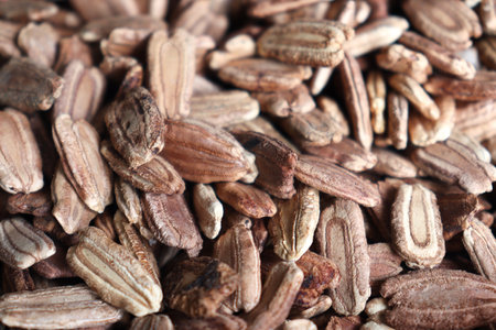 bottle gourd seed stock on shop for sellの写真素材