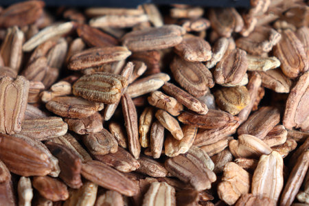 bottle gourd seed stock on shop for sellの写真素材