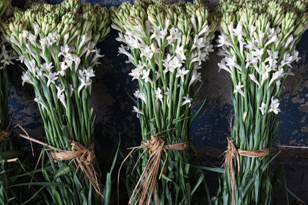 white colored tuberose flower stock on shop for sell
