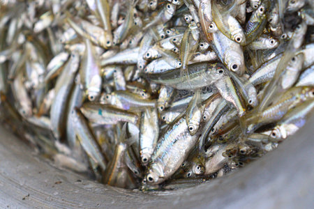 tasty and healthy fish stock on plate in shop for sellの写真素材