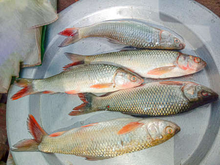 tasty and healthy fish stock on plate in shop for sellの写真素材