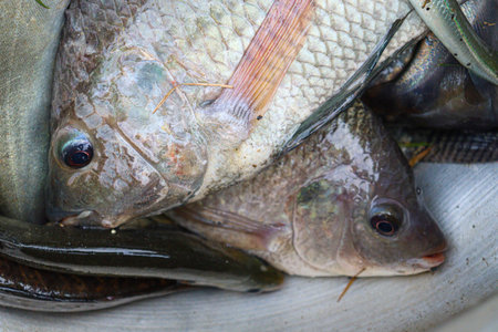 tasty and healthy fish stock on plate in shop for sell