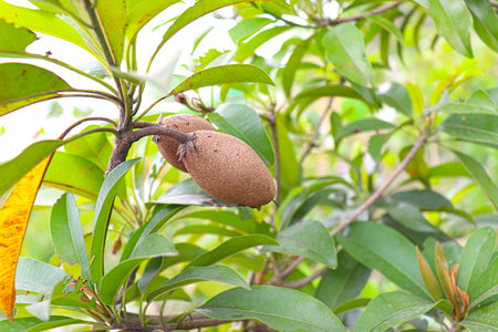 healthy sapodilla on tree in farm for harvest