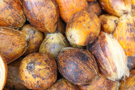 ripe and dry betel nut stock on shop for sellの写真素材