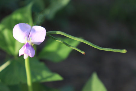 Asparagus and flower on farm for harvest
