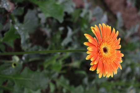 Orange colored gerbera flower farm for harvestの写真素材