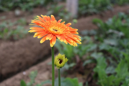 Orange colored gerbera flower farm for harvestの写真素材