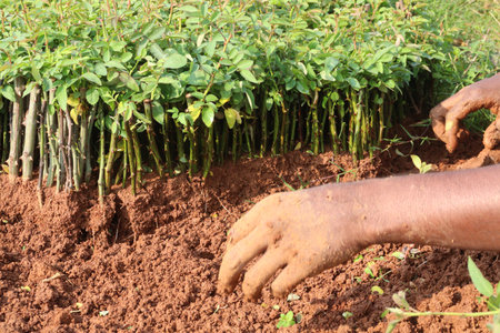 rose seedling stock on farm for sellの写真素材