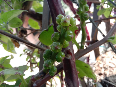 Malabar spinach flower on pot for curry