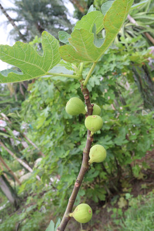 tasty and healthy fig or teen fruit on tree in farm