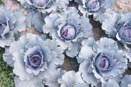 violet colored healthy fresh cabbage on farm for harvest this is cash crops
