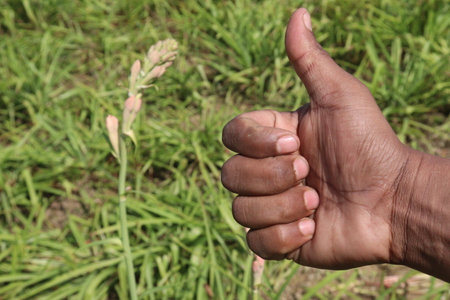 white colored tuberose flower on farm with finger sign are cash crops for deafの写真素材