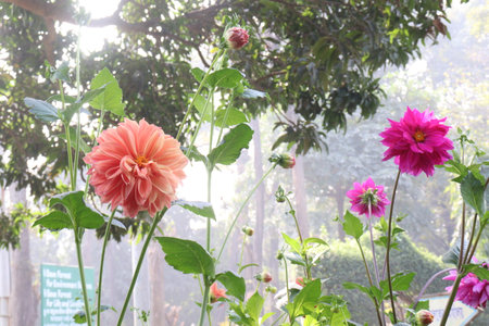 pink colored dahlia flower on farm for harvest are cash cropsの写真素材