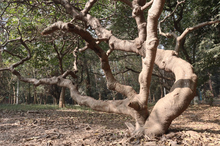 a tree view with brunch on forest for tourist