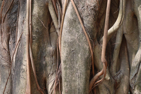 a tree view with brunch and root on forest for tourist
