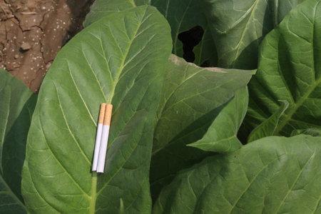 raw tobacco leaf with cigarette on farm for harvest are cash cropsの写真素材