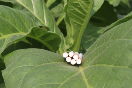 raw tobacco leaf with cigarette on farm for harvest are cash cropsの写真素材