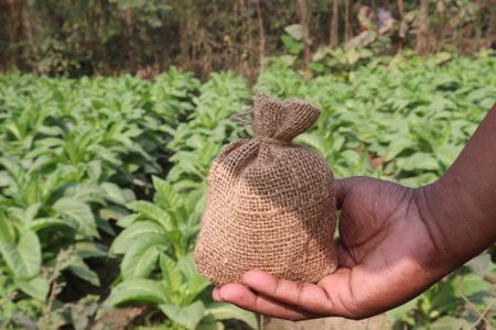 green colored tobacco farm with money bag on hand for harvest are cash cropsの写真素材