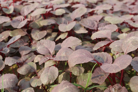 red colored fresh tasty and healthy spinach farm for harvest are cash cropsの写真素材