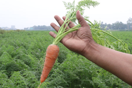 tasty and healthy fresh carrot with tree on farm for harvest are cash cropsの写真素材