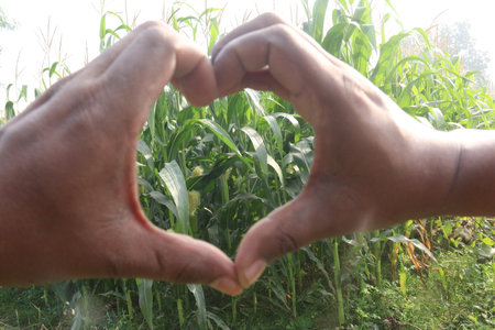 a love sign with maize farm for loving and deafの写真素材
