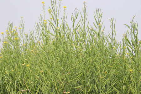 green colored mustard farm on field for harvest are cash crops and the key to economic growth