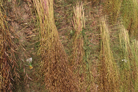 ripe mustard farm on field for harvest are cash crops and the key to economic growthの写真素材