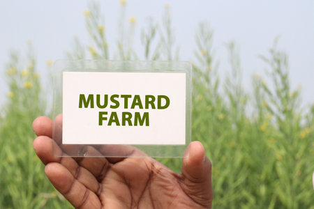 text card on hand with mustard farmの写真素材