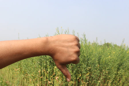 finger sign on a mustard farm tending crops and for the deafの写真素材