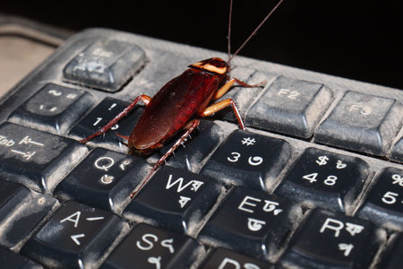 a Cockroach on computer keyboard in homeの写真素材