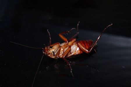 a Cockroach on computer keyboard in homeの写真素材