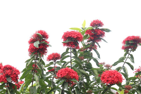 Chinese ixora flower tree plant on garden for harvestの写真素材