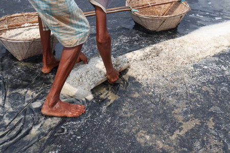 worker with raw salt on farm for harvest are cash cropsの写真素材